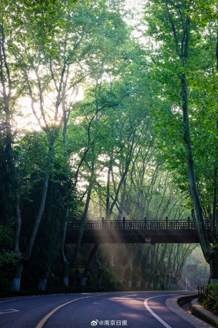 谁懂啊！南京陵园路的春日晨光太治愈了