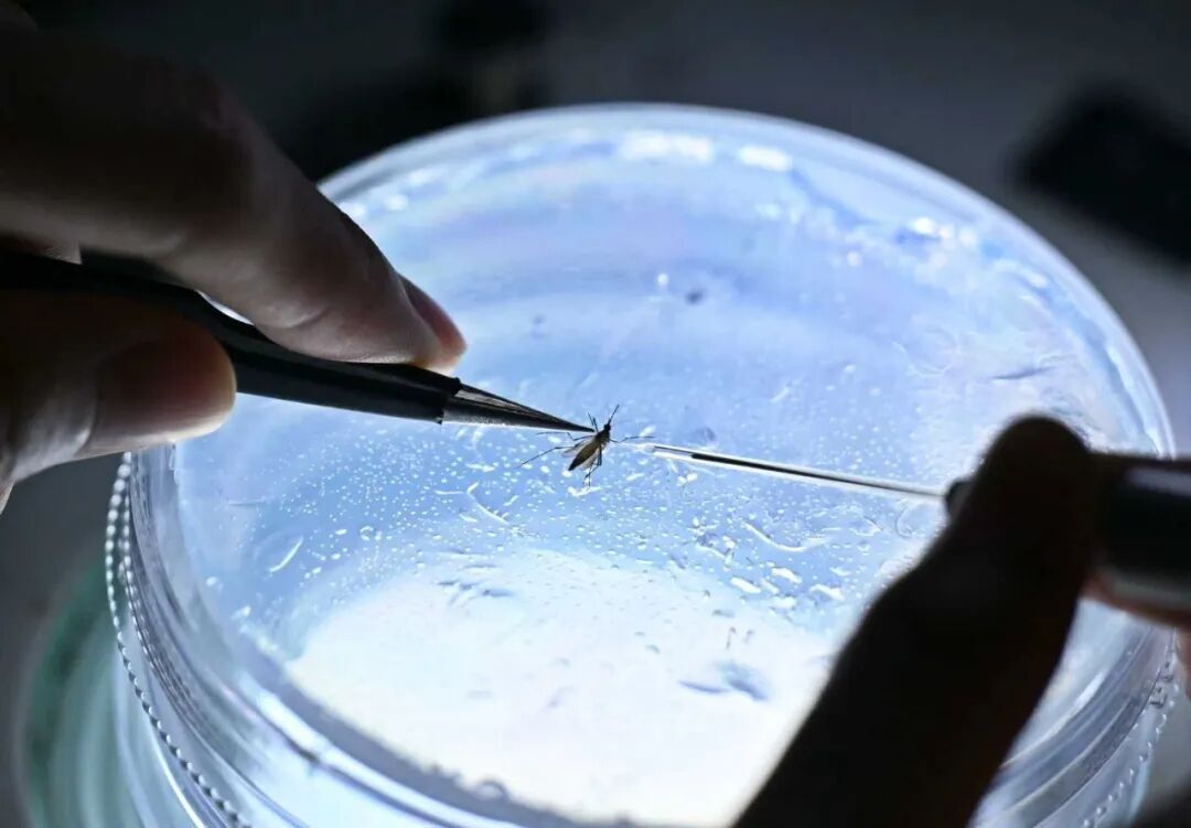 今年蚊子“史诗级加强”？安徽疾控已画好“蚊子地图”