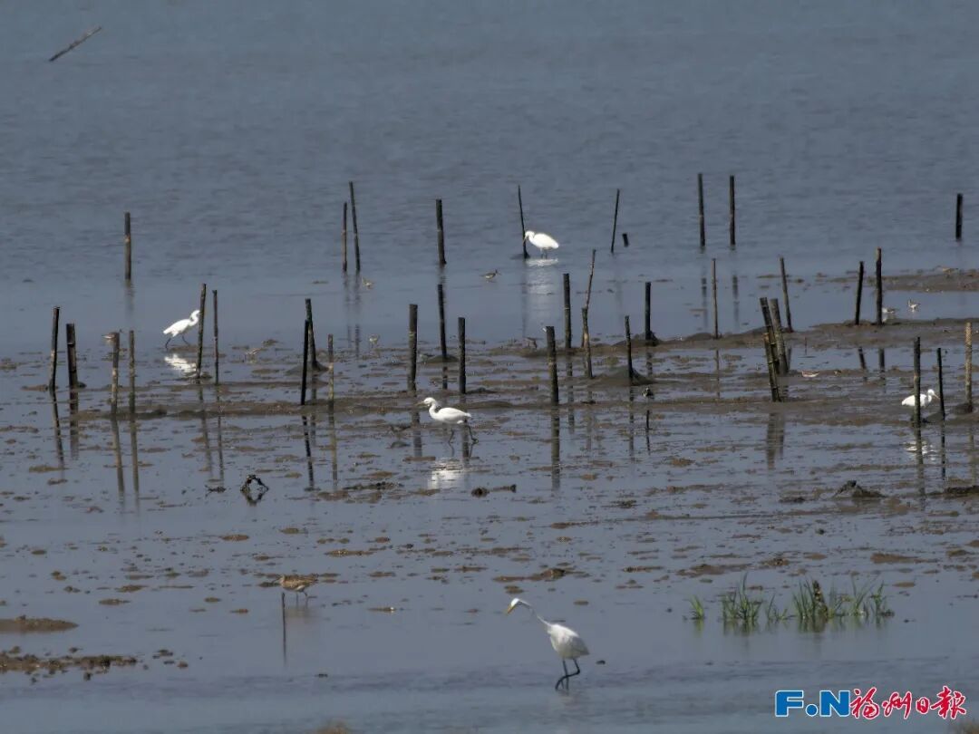 罕见！7只国家一级保护动物“组团”打卡福州