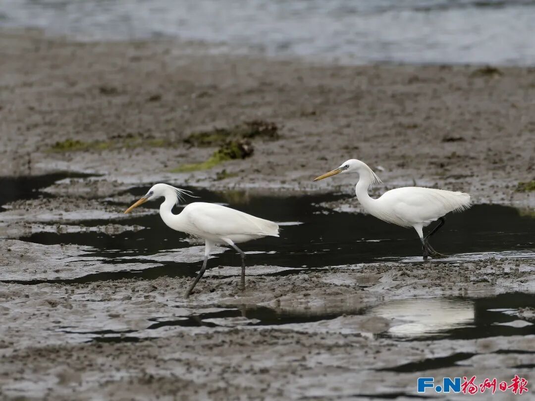 罕见！7只国家一级保护动物“组团”打卡福州