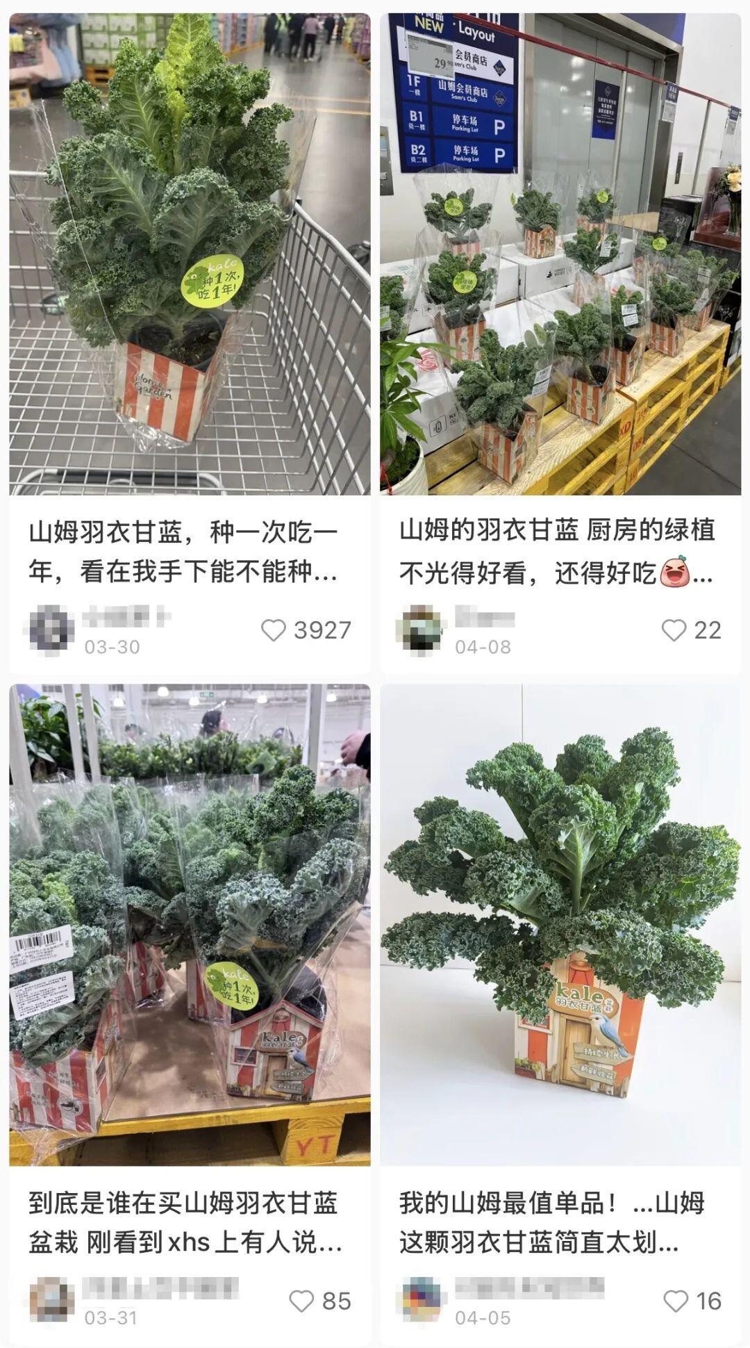 山姆29.9元一盆，一推出就被抢空！“种1次，吃1年”？你吃过吗？专家提醒→