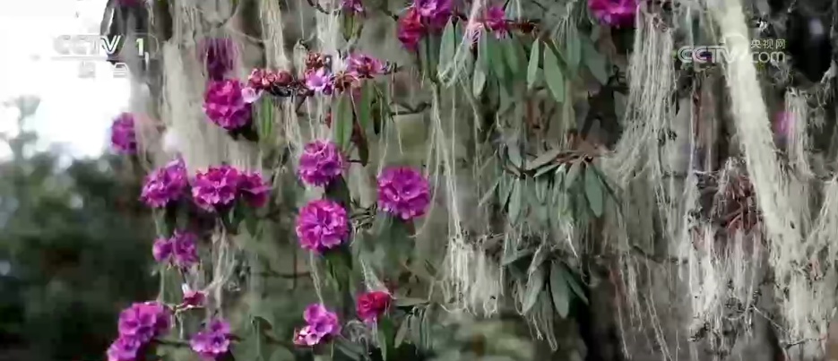 从单纯赏花到为花消费 “赏花经济”串联起文旅消费“芬芳产业链”