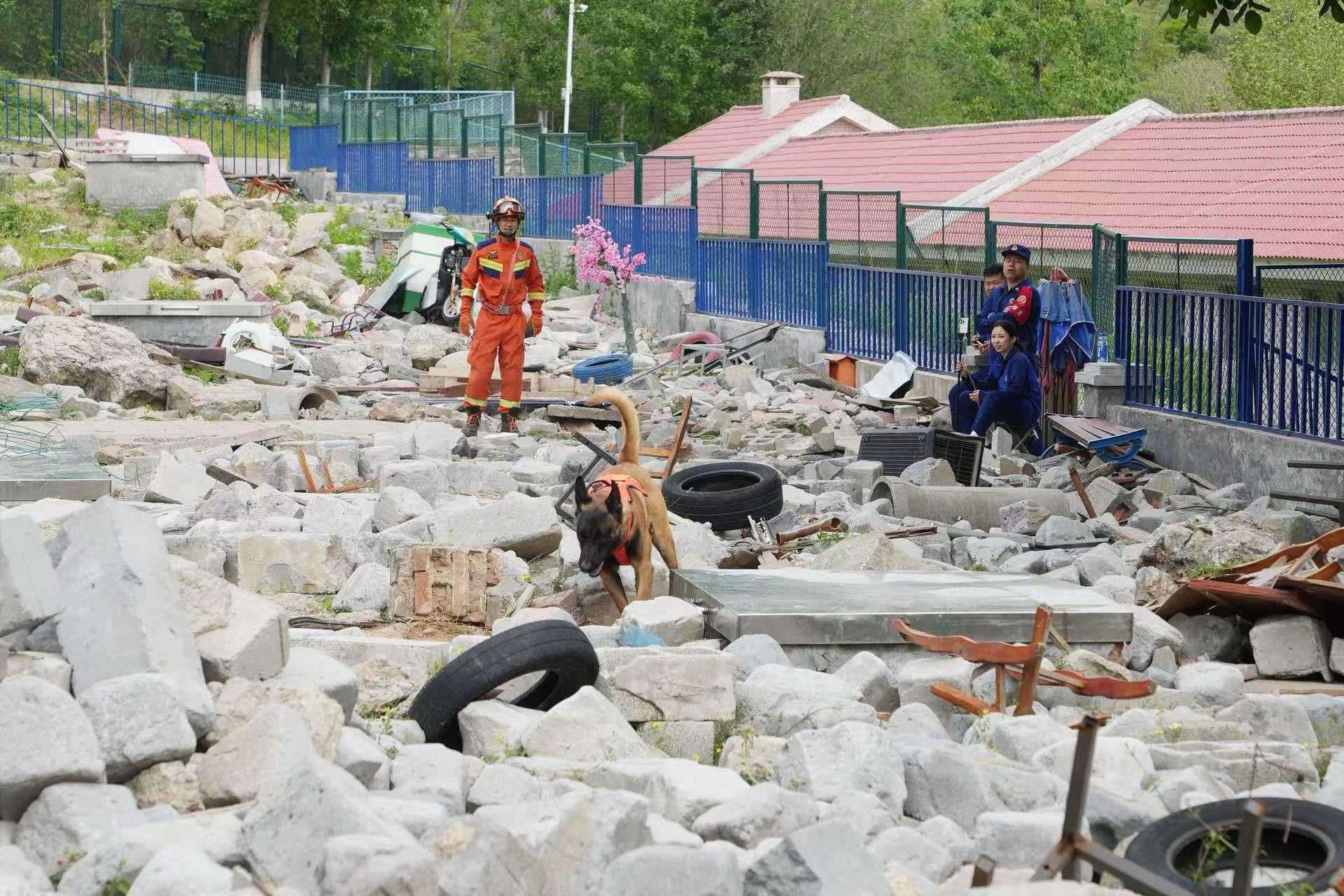 最暖“战友”并肩同行！山东济南30头搜救犬展开巅峰对决