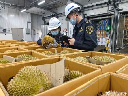 超6300吨进口鲜榴莲到岸广州南沙