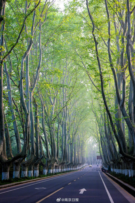 谁懂啊！南京陵园路的春日晨光太治愈了