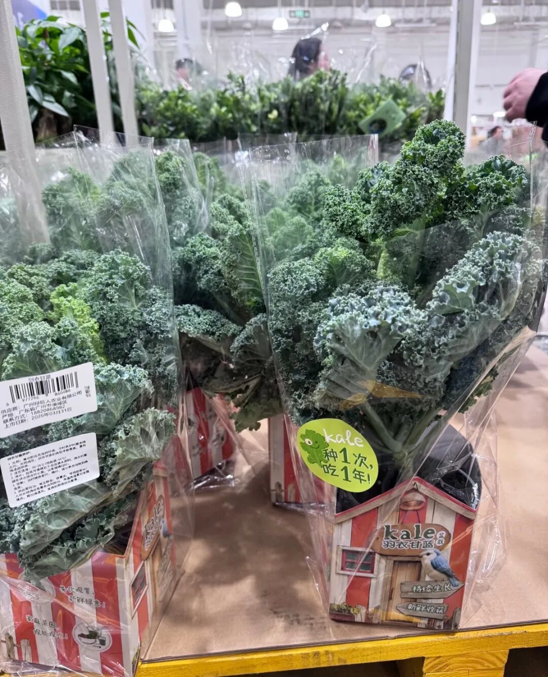 能减脂？能解毒？这种蔬菜突然被很多人疯狂追捧，有人一次抱走七八盆……专家提醒——