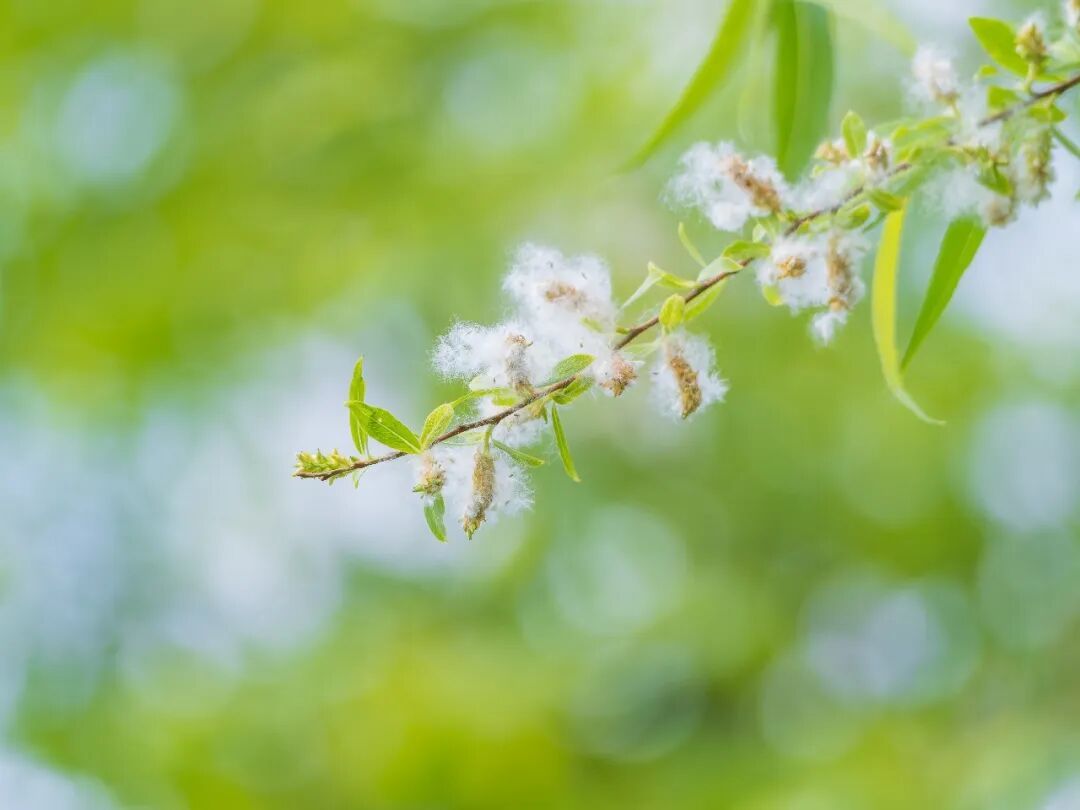 如何应对春日飞絮的困扰