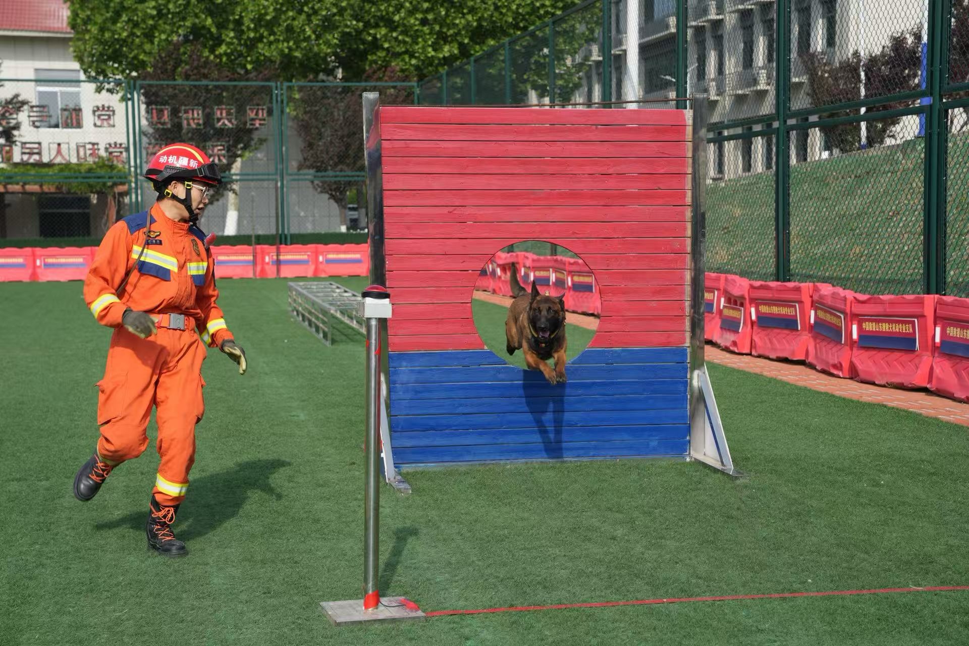 最暖“战友”并肩同行！山东济南30头搜救犬展开巅峰对决