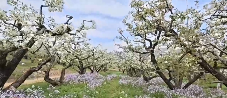 从单纯赏花到为花消费 “赏花经济”串联起文旅消费“芬芳产业链”