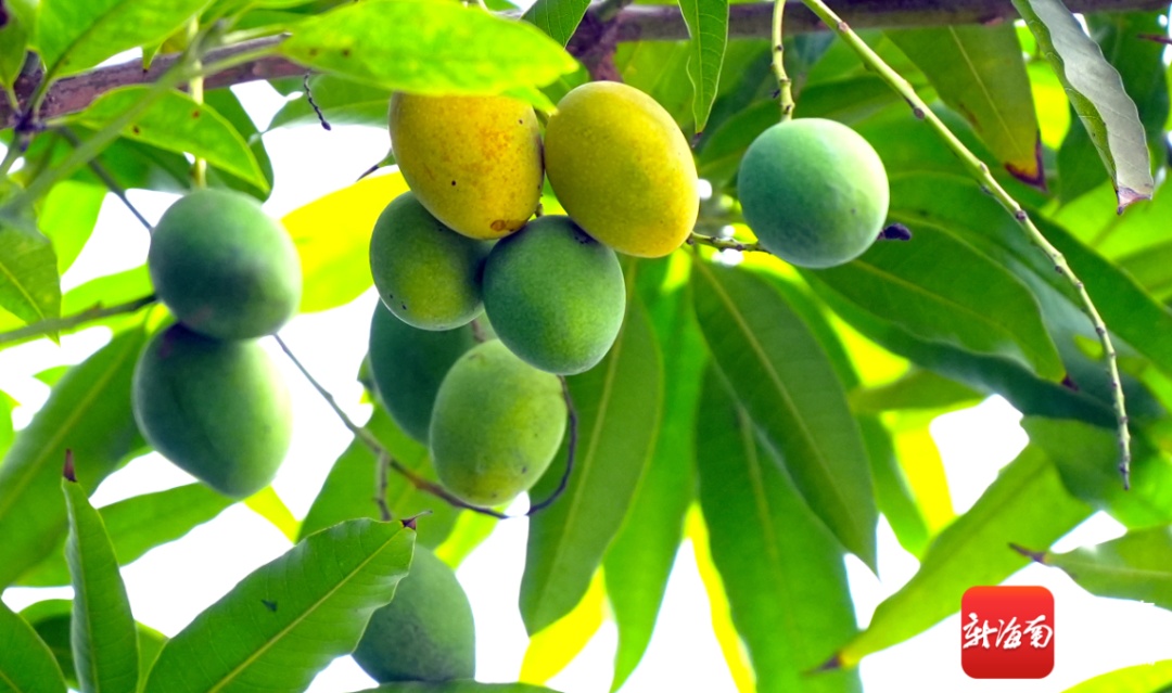 莲雾、芒果……海口路边又开始“下水果”了！能摘吗？能吃吗？