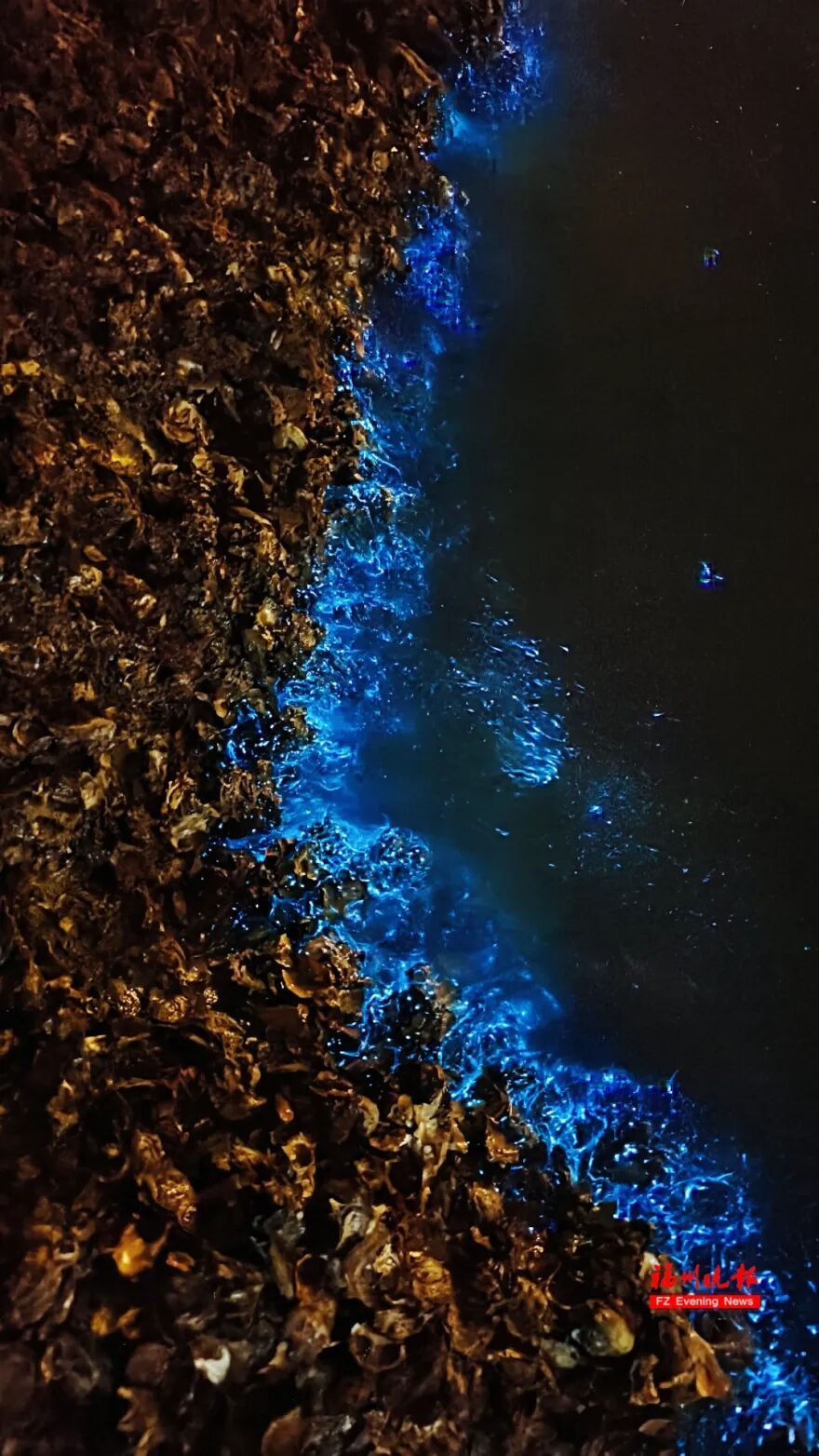 超梦幻！福州蓝眼泪爆发了，今晚还有