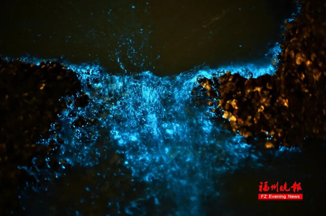 超梦幻！福州蓝眼泪爆发了，今晚还有