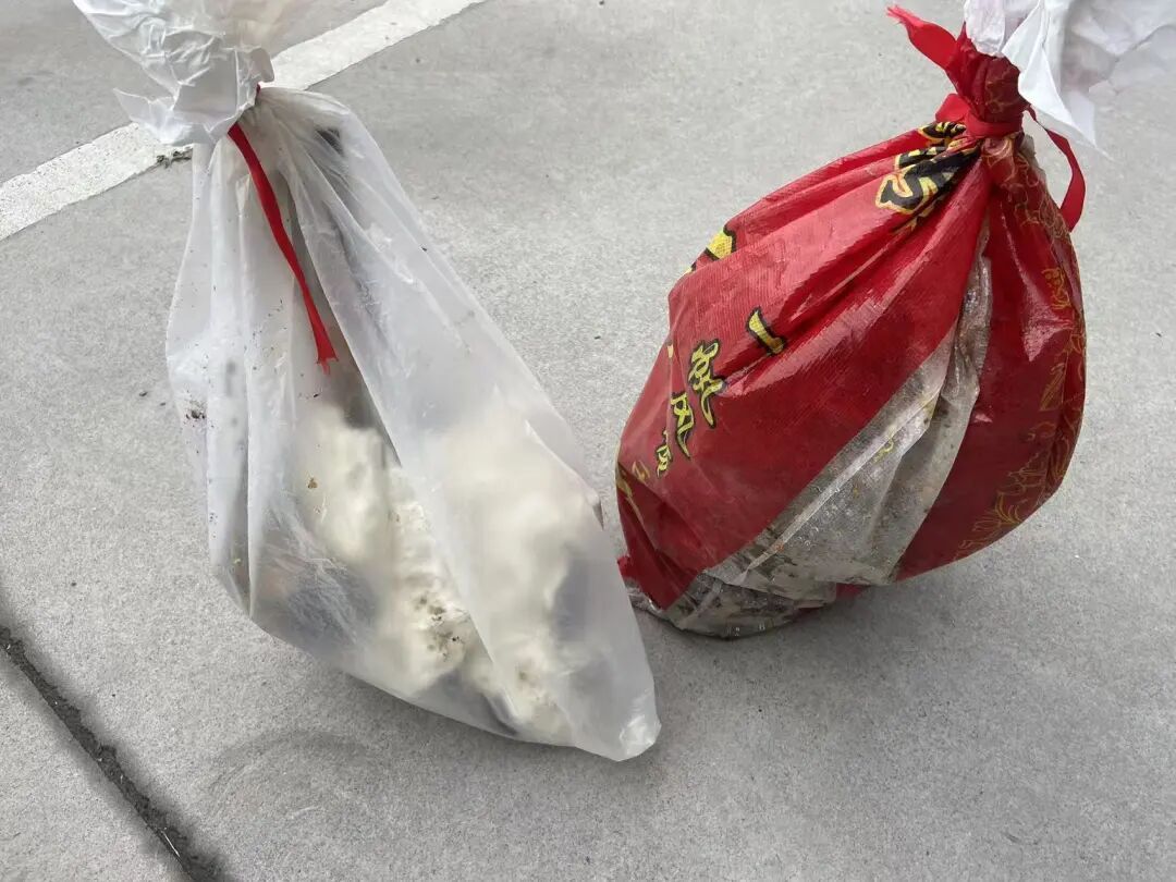 家中书房频繁出现“不速之客”，消防员清理结果太惊人