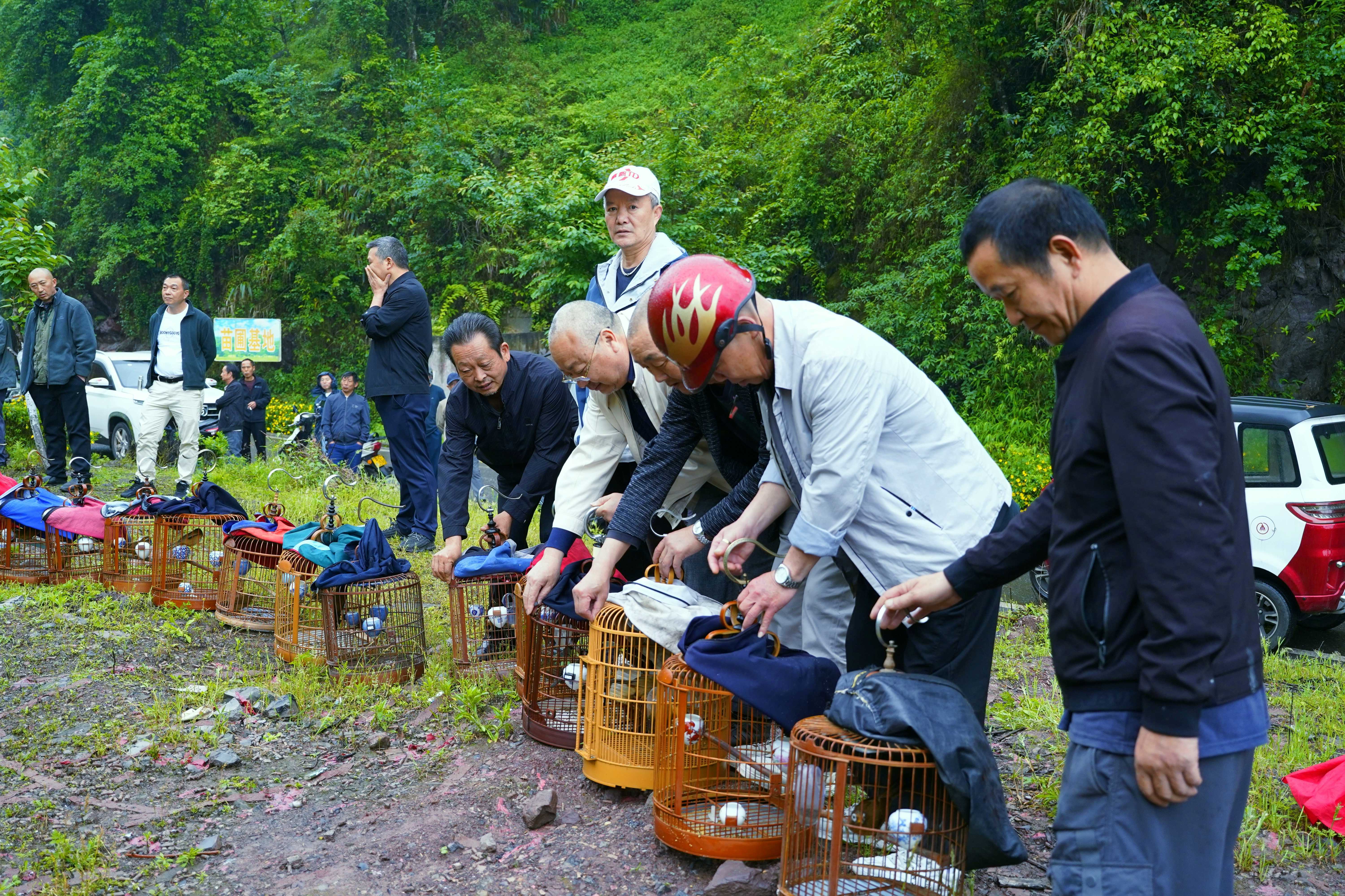 云南绥江：“护鸟令”落地，42只画眉出笼归山