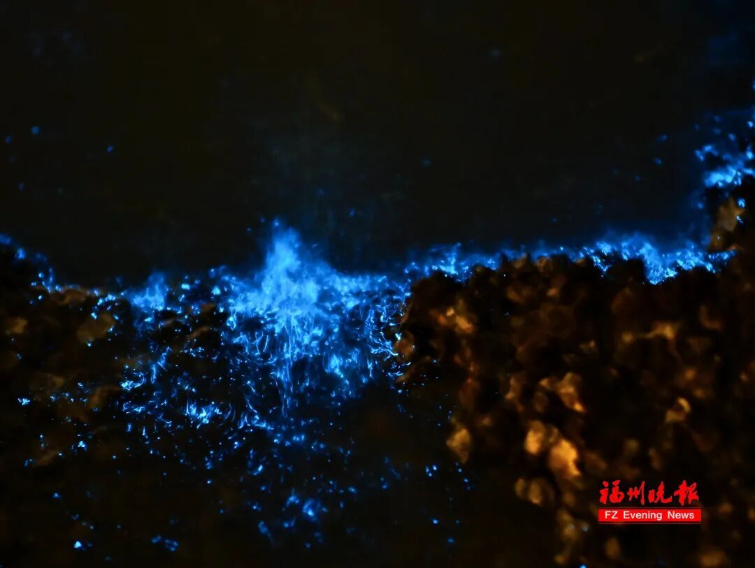 超梦幻！福州蓝眼泪爆发了，今晚还有