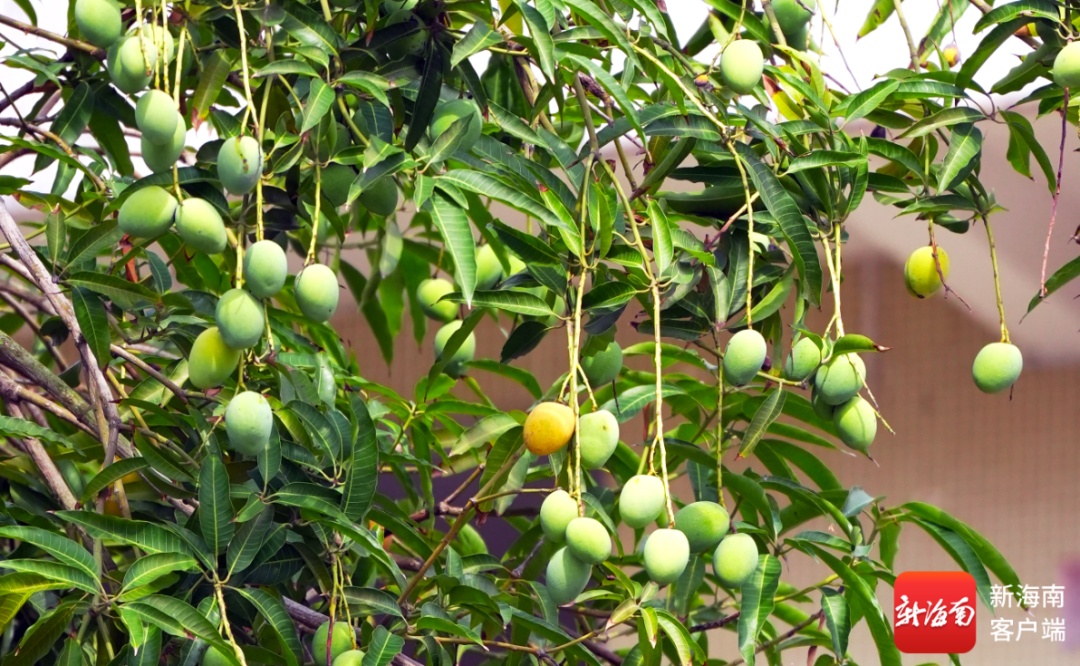 莲雾、芒果……海口路边又开始“下水果”了！能摘吗？能吃吗？