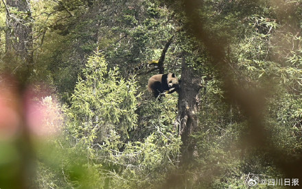 四川的树上会随机刷新大熊猫