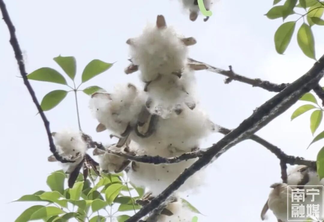 南宁街头“夏日飘雪”？原来是木棉飞絮，易过敏人群一定要小心→