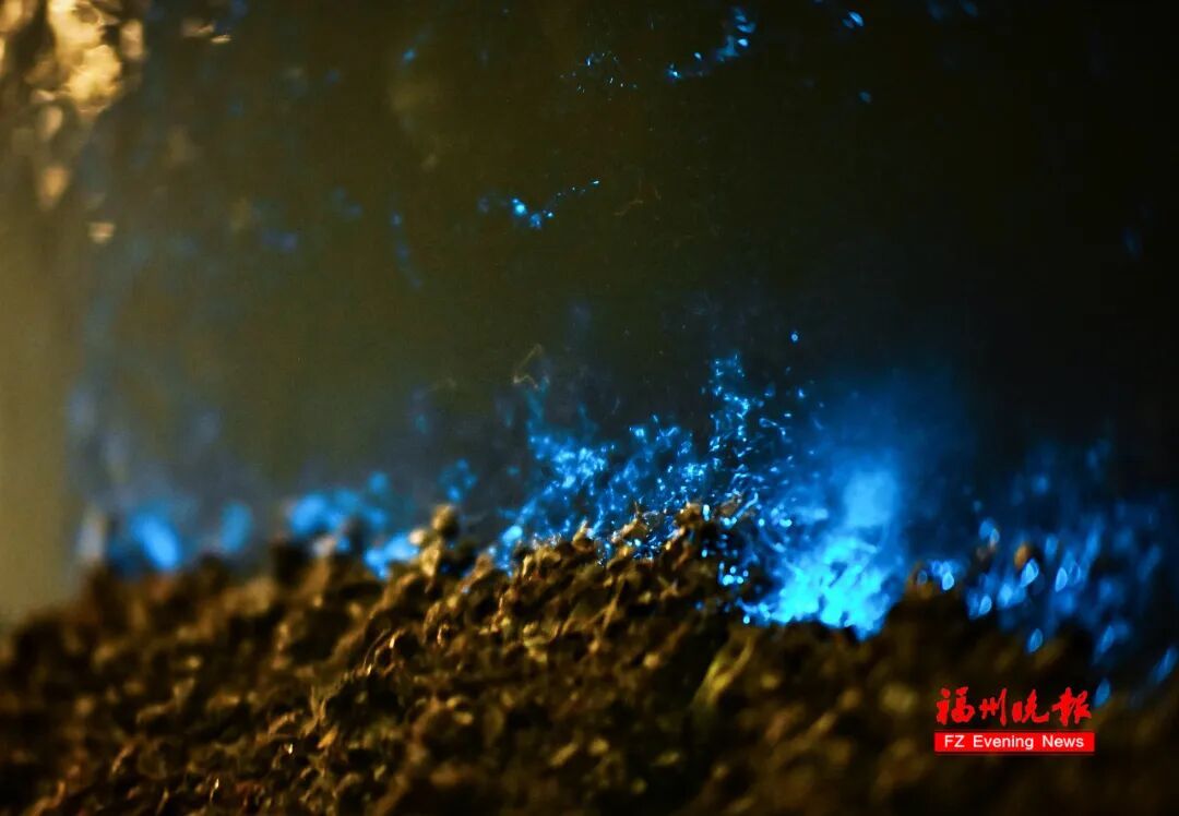超梦幻！福州蓝眼泪爆发了，今晚还有