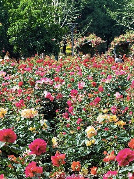 五一来河南处处皆美景