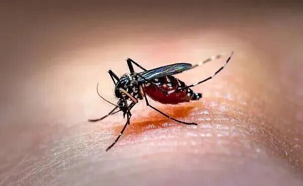 今年蚊子迎来史诗级加强？官方提醒