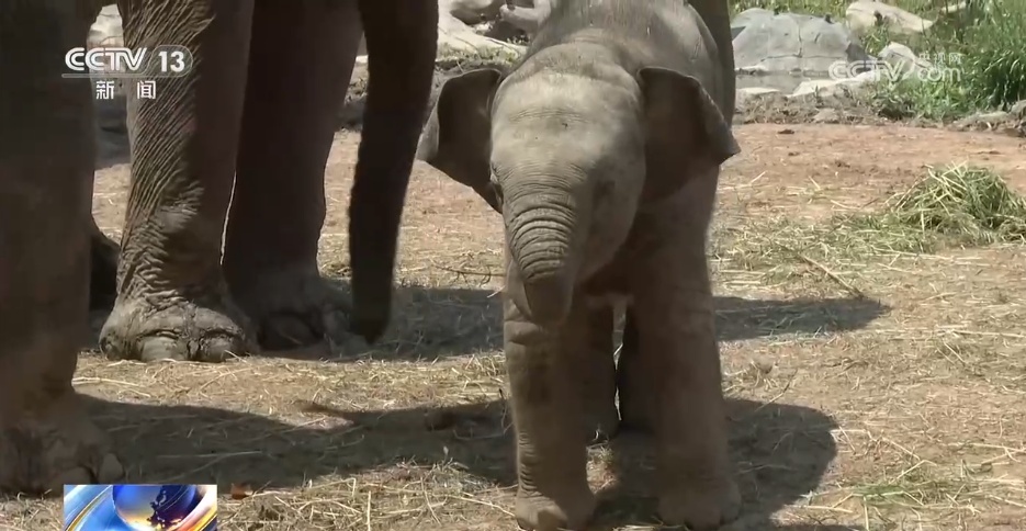 上海野生动物园萌趣“新成员”上线