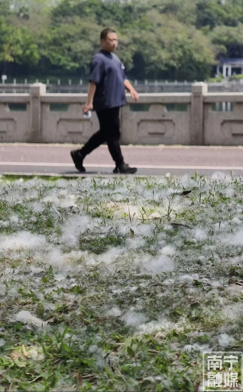南宁街头“夏日飘雪”？原来是木棉飞絮，易过敏人群一定要小心→