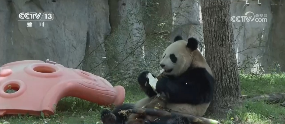 上海野生动物园萌趣“新成员”上线