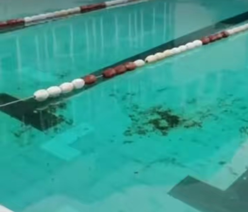 游泳池被人投入火锅底料，警方通报：8人刑拘