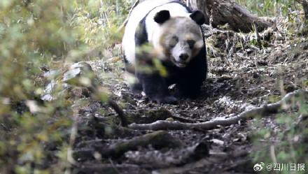 四川的树上会随机刷新大熊猫