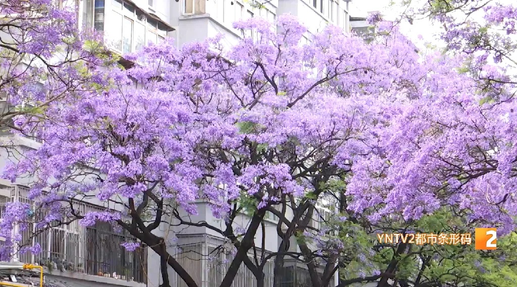昆明这个打卡点半天人流量已近三万，这些注意事项要知道！