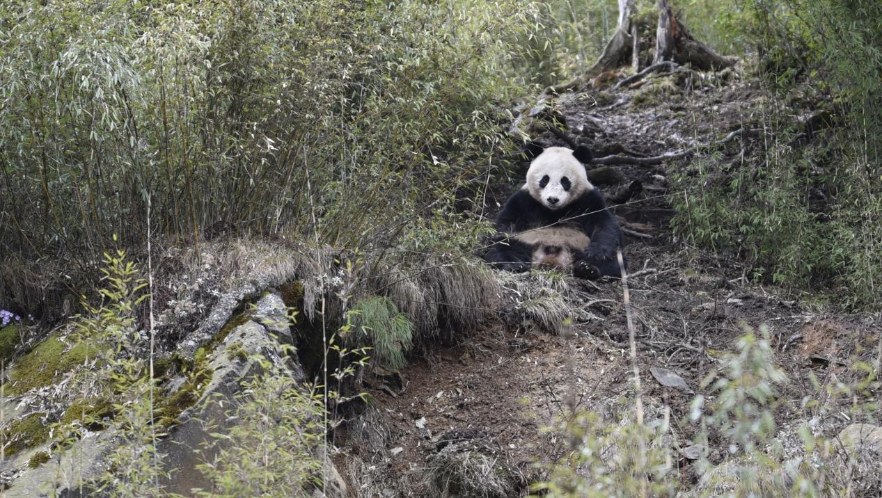 四川广元：专项巡查新发现！连续两日先后偶遇三只野生大熊猫