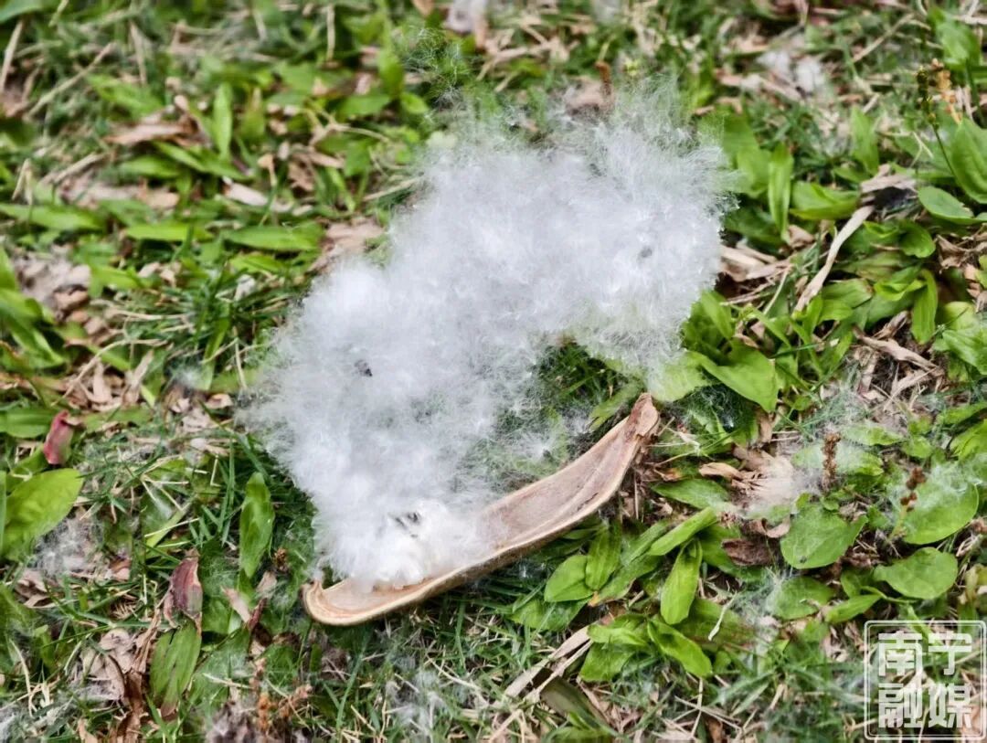 南宁街头“夏日飘雪”？原来是木棉飞絮，易过敏人群一定要小心→