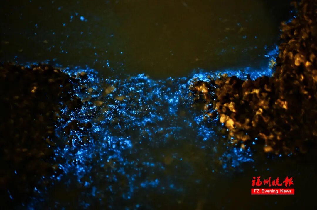 超梦幻！福州蓝眼泪爆发了，今晚还有