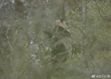 四川的树上会随机刷新大熊猫