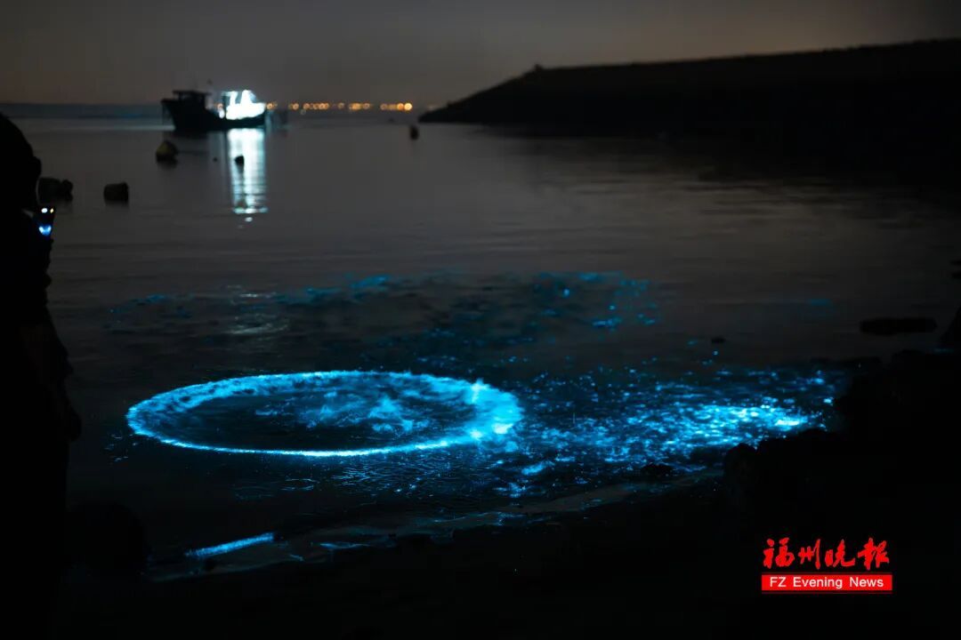 超梦幻！福州蓝眼泪爆发了，今晚还有