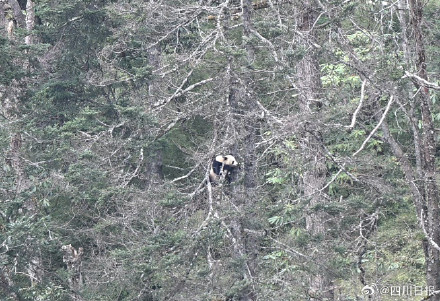 四川的树上会随机刷新大熊猫