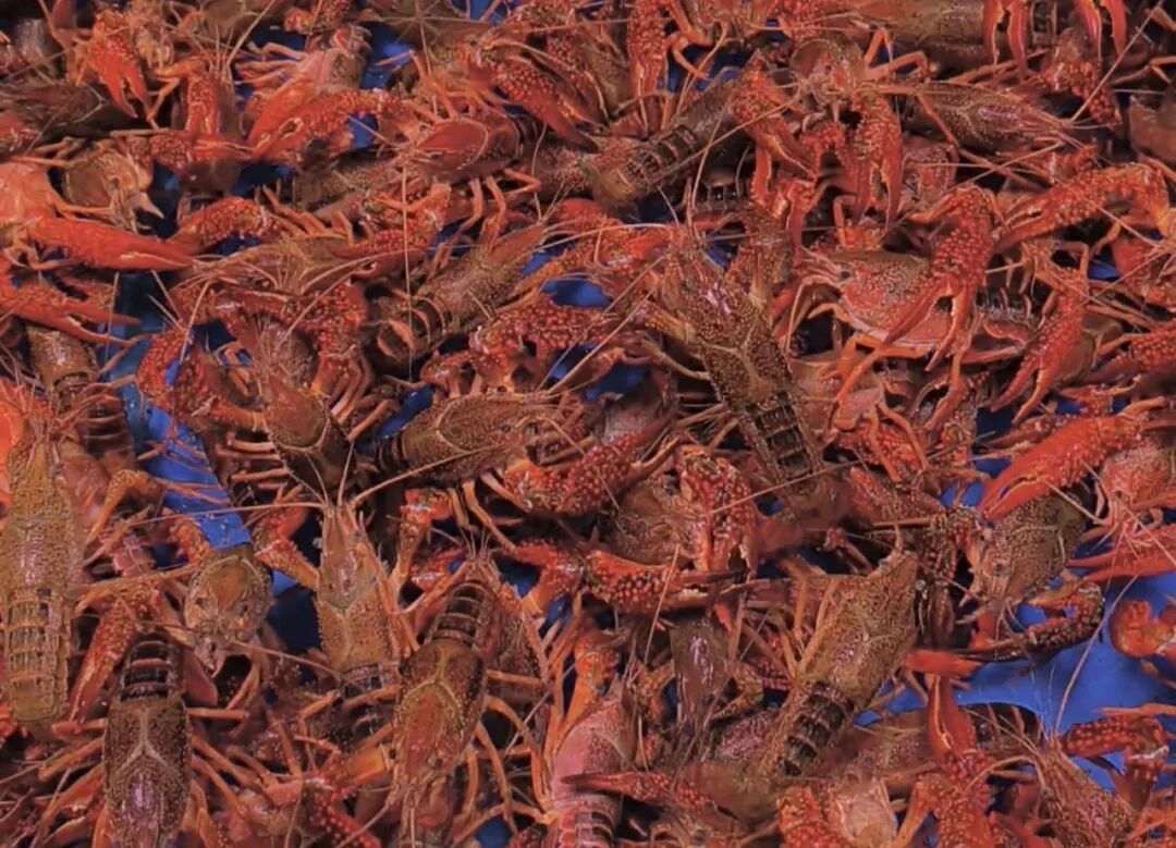 “吃虾季”来了，如何食用更健康？速戳→