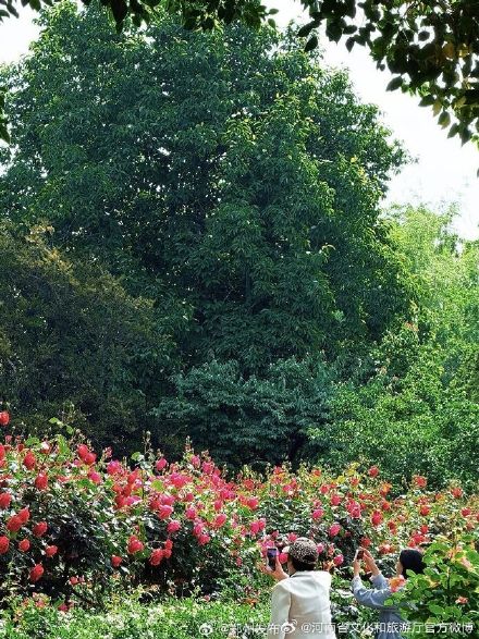 五一来河南处处皆美景