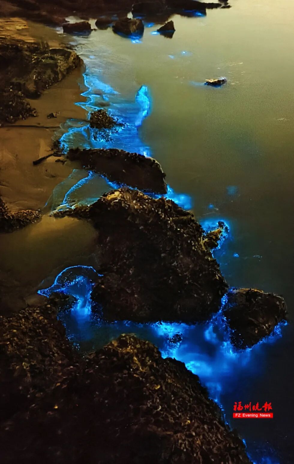 超梦幻！福州蓝眼泪爆发了，今晚还有