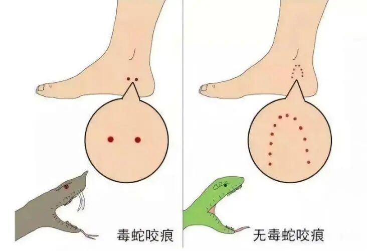 襄阳一地已出现！发现请立即远离！