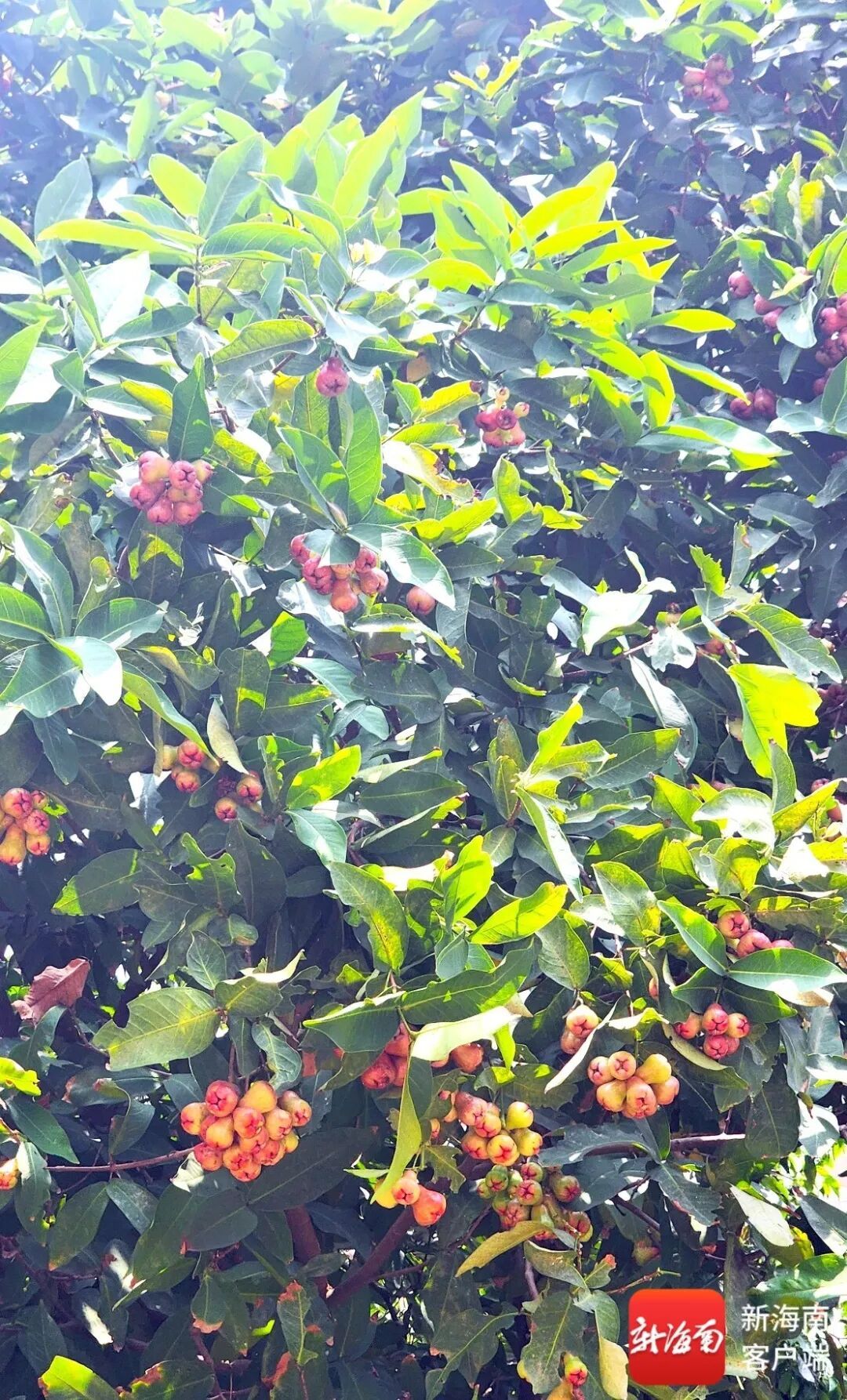 莲雾、芒果……海口路边又开始“下水果”了！能摘吗？能吃吗？