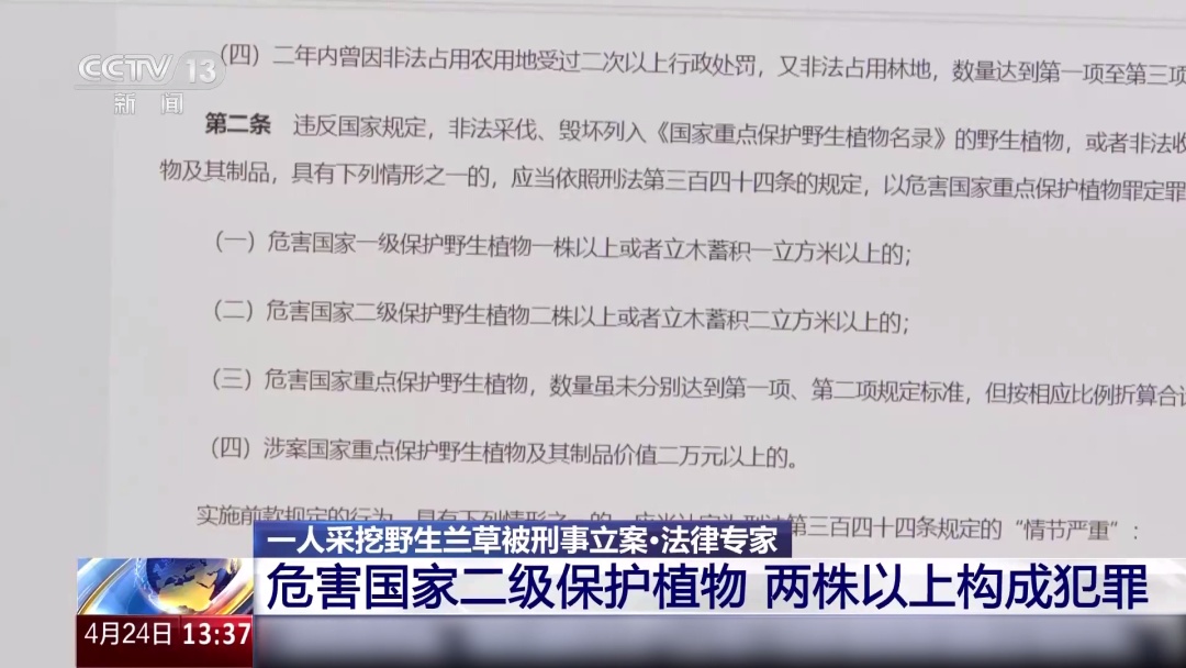 野外见到它别乱挖！两株以上即构成犯罪→