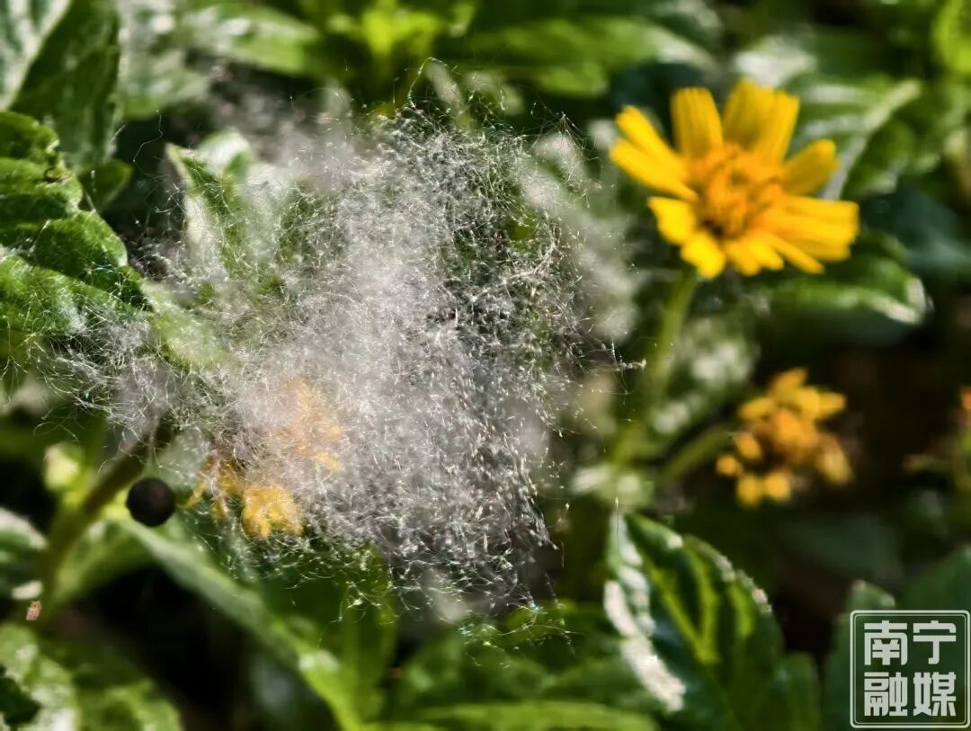 南宁街头“夏日飘雪”？原来是木棉飞絮，易过敏人群一定要小心→