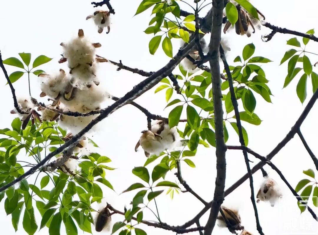 南宁街头“夏日飘雪”？原来是木棉飞絮，易过敏人群一定要小心→
