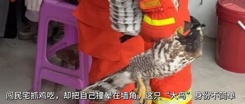 家中书房频繁出现“不速之客”，消防员清理结果太惊人