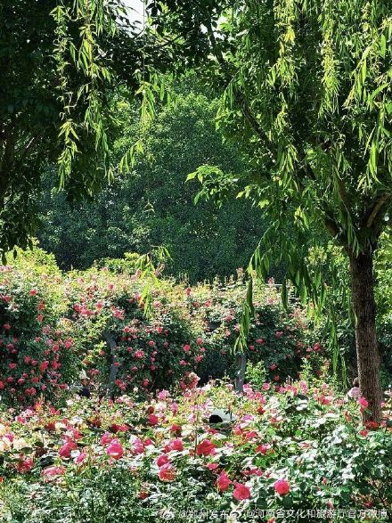 五一来河南处处皆美景