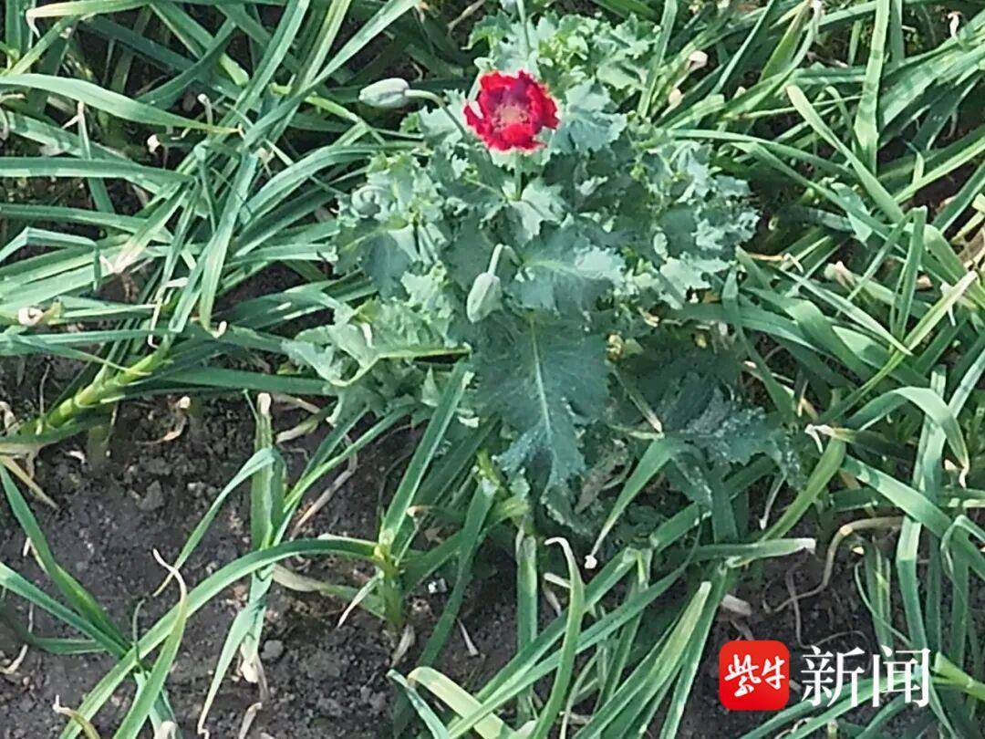 “天眼巡毒”！徐州警方利用无人机铲除罂粟120余株