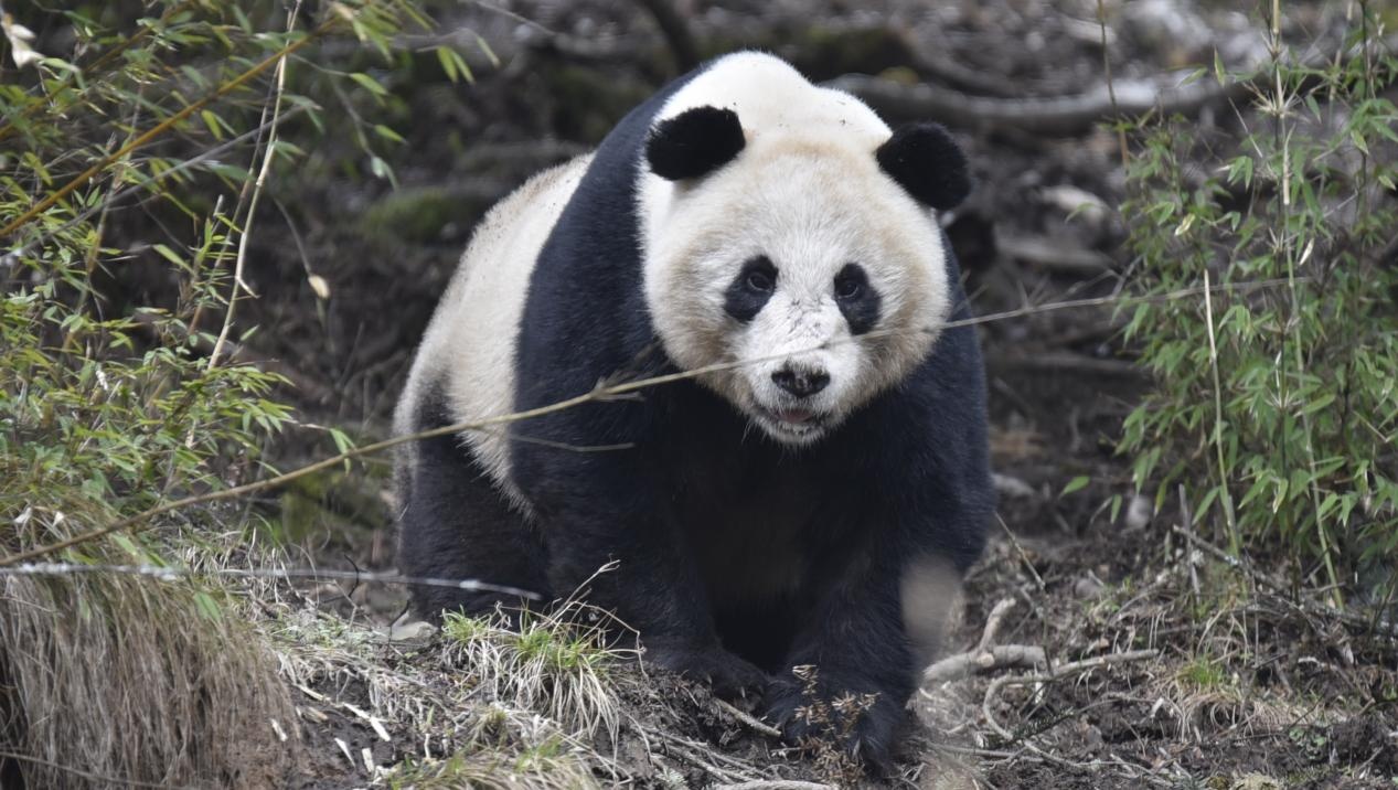 四川广元：专项巡查新发现！连续两日先后偶遇三只野生大熊猫
