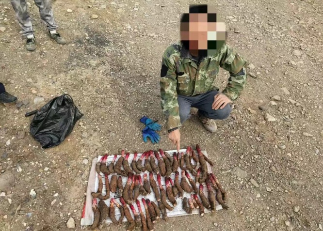 宁夏警方抓获5人，现场查获野生锁阳486株！